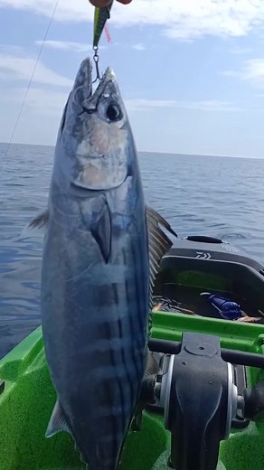 Catch Bonito Fish with Kayak Fishing Techniques