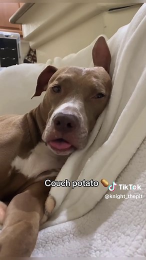 Cute Pit Bulls: Must-Have Pets for Dog Lovers