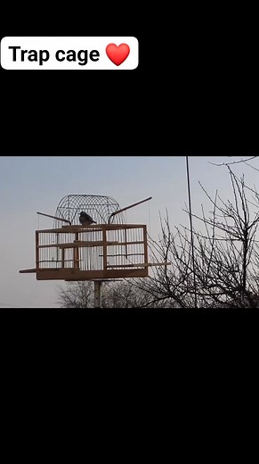 32K views · 529 reactions | Bird hunting ❤️ #trap_cage #bird_hunting #bird_trap #hunting_techniques #birds #goldfinch | Wild Bird Beauty | Facebook