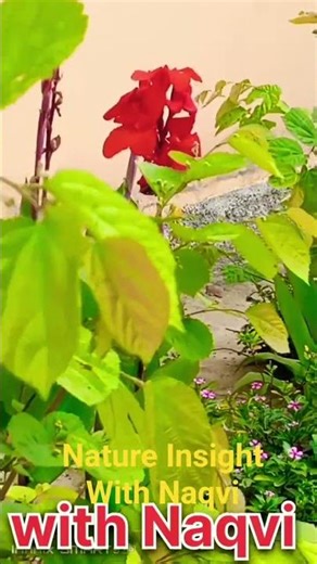 “Falsa & Agave Blooming in the Breeze 🌿✨”#nature #shorts