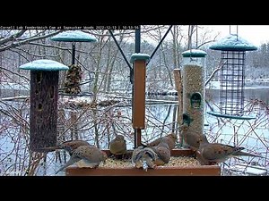 Forest Birds Make Way For Mourning Doves At Cornell Feeders – Dec. 12, 2022