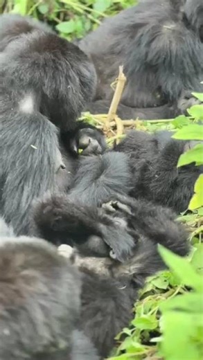 The Great Apes' Diet: What Do Mountain Gorillas Really Eat?
