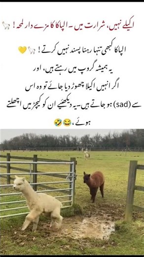 “When Alpacas Start Jumping in Puddles! 🦙💦😂”#wildlife #wild#nature #shorts#Alpacas
