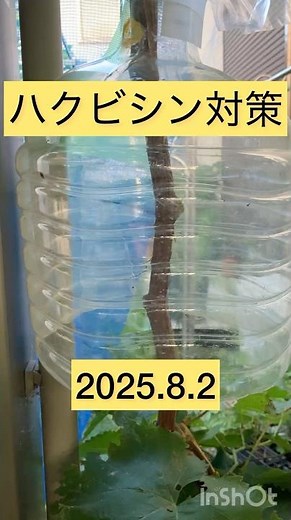 【葡萄】ハクビシン対策2025.8.2#家庭菜園 #ぶどう栽培 #ハクビシン #害獣駆除