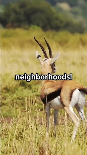 Gazelle Facts You Won’t Believe! | Nature’s Speed Masters 🌍🦌 #Gazelle #AnimalFacts #Wildlife