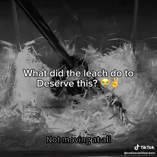 Leech vs. Fiberglass: A Shocking Experiment
