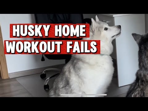 Husky Home Workout Fails – Funny Training Attempts Compilation