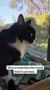 Except I never think I'm overrated! 😉😹❤️ It's been another purrfect day hanging out on the catio in between walkies. What did you do today, furiends? ❤️~Webby #webbyandmisty #merylstreep #memes #funnymemes #tuxedofeatures | Webster and Misty Cat
