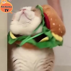 So cute ❤️ | Cute Cat Animals