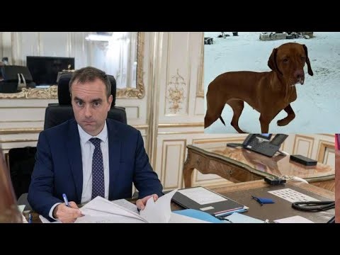 A new dog at Matignon! Sébastien Lecornu is being tracked by Tiga, his faithful companion