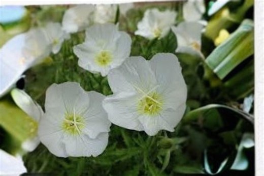 100 Pale Evening Primrose Seeds – Oenothera Pallida – Native Wildflower – Drought Tolerant – White Blooms - Etsy