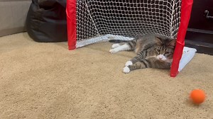 Nothing in the rule book says this cat can't be on the soccer team! #Animals #Cats | Animalistic