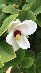 2.6K views · 416 reactions | What better way to start off the new week than with the beautiful Magnolia sieboldii ssp. sinensis?  #virtualspring : Kirsty Wilson | Royal Botanic Garden Edinburgh | Facebook