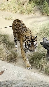 294K views · 8.2K reactions | Walking into the weekend like:  Mornings are typically the best time for Zoo guests to see CJ the Sumatran tiger awake and exploring his habitat. #Caturday #Tiger #BigCat | Los Angeles Zoo | Facebook