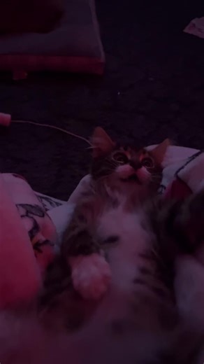 Does anyone else’s kitten do this