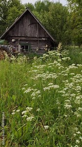 Anthriscus sylvestris plant in flowering season. White flowers in the rural yard.