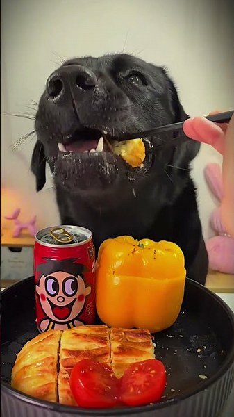 Dog ASMR: Boiled Egg, Chicken, Noodles & Veggies! 🐶✨ #pets #food #eat #funny #cooking