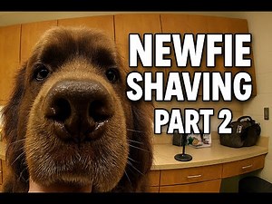 Long, Full Shave Down of a Huge Newfoundland Part 2. Dog Grooming POV ASMR Tutorial