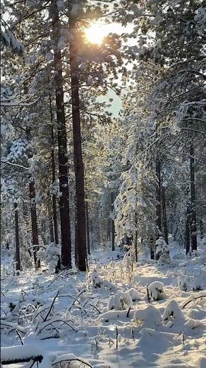 Snowing Moment ⛄❄️ — Magical Winter Scene