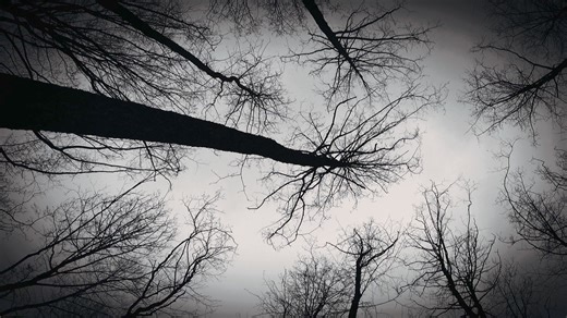  LICENSED Tree Removal Experts | FREE Estimate in 24hrs! - HAMPTON...