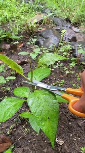 20K views · 213 reactions | Tips for pepper plant: You can lightly tip prune new growth to encourage bushiness. the plant will focus its energy on growing side branches – rather than getting tall and lanky. The more side branches, the more places to grow flowers and fruit! So, that's why topping pepper plants can help you get larger harvests. | Growwithnith | Facebook