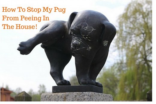 How to Stop a Pug From Peeing in the House (Proven Fixes)