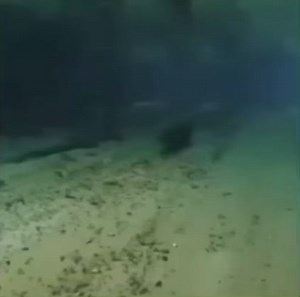 Exploring the Graceful Manatee in Its Natural Habitat