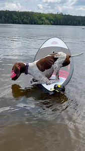 7.7K views · 37K reactions | You’ve cod to be kidding me  I fish this weren’t so tricky 廊 I try reel hard and I even sit and bait 兩 Luckily I enjoy fishing for the halibut and try to remember, any fin is possible  Imma keep trying but so far everything I’ve caught has been a load of carp  • • • #pointerpawprints #gspoftheday #huntingdogs #fishingdog #fourthofjulyweekend | Pointerpawprints | Facebook