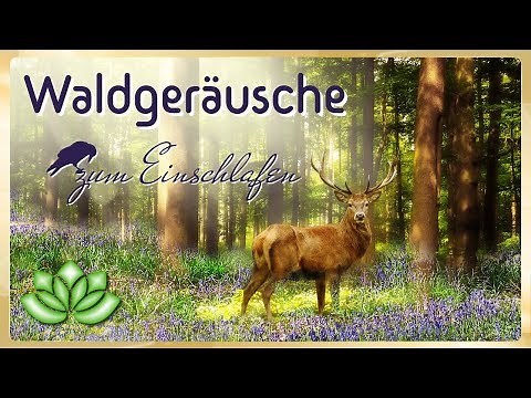Geräusche zum Einschlafen - Waldgeräusche zur Entspannung