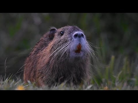 Mouse padded grazing during dusk the edges of the pond in the wild !!!!!!