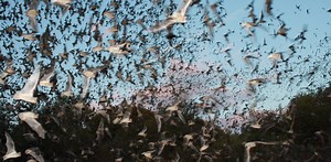 From devils to superheroes: our complicated relationship with bats