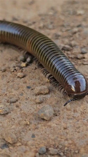 millipede run so fast #insects #millipede #centipede #wildlife #venomouscreatures #bug #nature