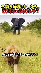【衝撃】お前らが退かないなら...どうするっちゅうんや？アフリカ象様の生き方！ #ゾウ #象 #野生の掟 #野生動物 #陸上最大 #最強 #衝撃映像 #迫力 #shorts