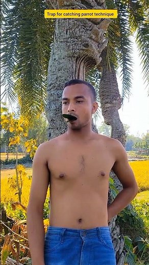 trap for catching parrot technique #comedy #funny #birds