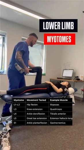LOWER LIMB MYOTOMES TEST🦵 #lowerlimb #muscletesting #neurology #chiropractic #fyp