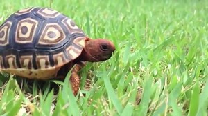 Funny Cute Baby Animal Videos Compilation