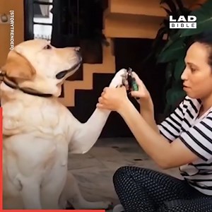 Pets love to be dramatic just like us 😂❤ | GOODLAD