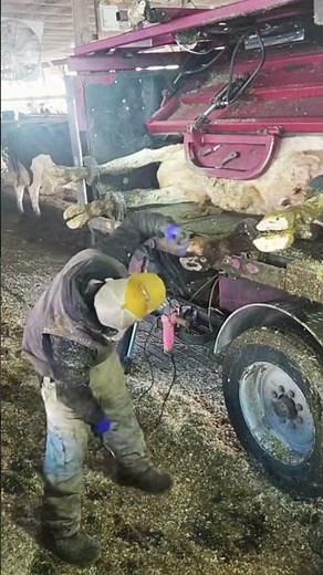 Cow foot Trimming