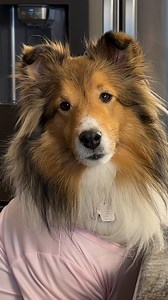 17K views · 930 reactions | "There's a DEFINITE problem here!" 樂 #sheltiesofinstagram #cricketchronicles #dog #doggo #sheltie #dogsofinstagram #dogsofinsta #calendar | cricket.chronicles | Facebook