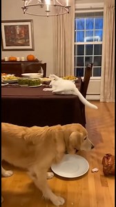Thanksgiving Turkey Trouble! Pets cause chaos at the dinner table. Generated using Kling AI . . . (For entertainment purposes only. Consult professionals if guidance on activities is presented. No brand affiliation is implied if any are shown. If inspired by true events, creative adaptations may be included. Content may include public footage.) | Fabiosa Kindness in Action