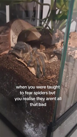 Arizona Blonde Tarantula: Gentle Giants?