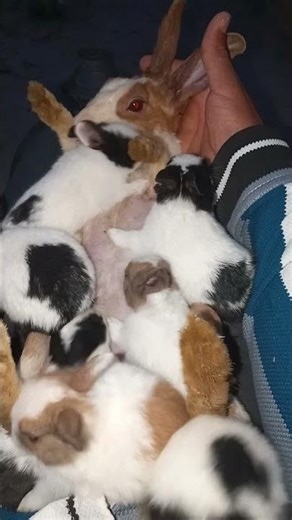 Mother Rabbit Feeding Babies 🐰🥛 | Cute Bunny Feeding Time #Shorts