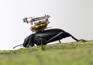 Researchers design and mount tiny livestreaming camera on the back of beetles