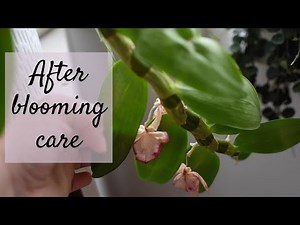 How to Care for Dendrobium Nobile after Blooming | Light, feeding and more
