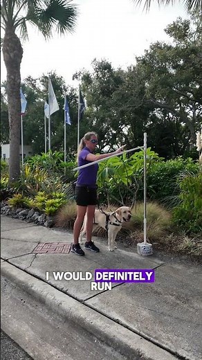 Guide Dog Training - Overhang Obstacles