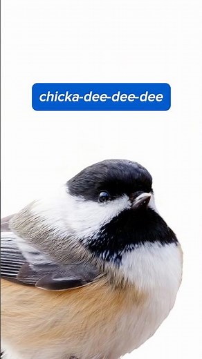 Black-capped Chickadee Call: “Chicka-dee-dee-dee” 🐦👂