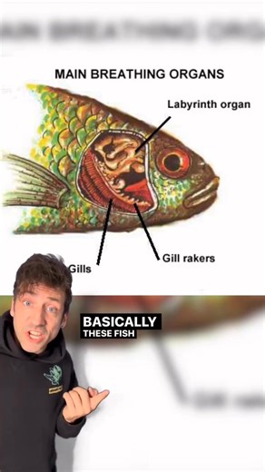 Creature of the day: The Climbing Perch 🐟🐠 The climbing perch (Anabas testudineus) is a species of amphibious freshwater fish in the family Anabantidae (the climbing gouramis). A labyrinth fish native to Far Eastern Asia, the fish inhabits freshwater systems from Pakistan, India, Bangladesh and Sri Lanka in the west, to Southern China in the east, and to Southeast Asia west of the Wallace Line in the south. It is likely that Anabas testudineus is a species complex, with the binomial name appli