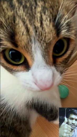 crazy 🙀 🙀 cats 💥