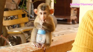 Adorable Baby Lion So Cute Sit Hug Empty Bottle Milk Waiting Mom Wearing Diaper For Brother Sono | Monkey Kid