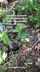 3.5K views · 153 reactions | The leaves and stems of the native Passiflora incarnata are potent sedative but think twice about planting it in your yard. It spread vigorously via runners so you’ll end up with new vines popping up everywhere. It can overwhelm a smallish yard!#herbal #medicine #texas #plants #edible #landscaping #foraging | Merriwether's Foraging Texas | Facebook